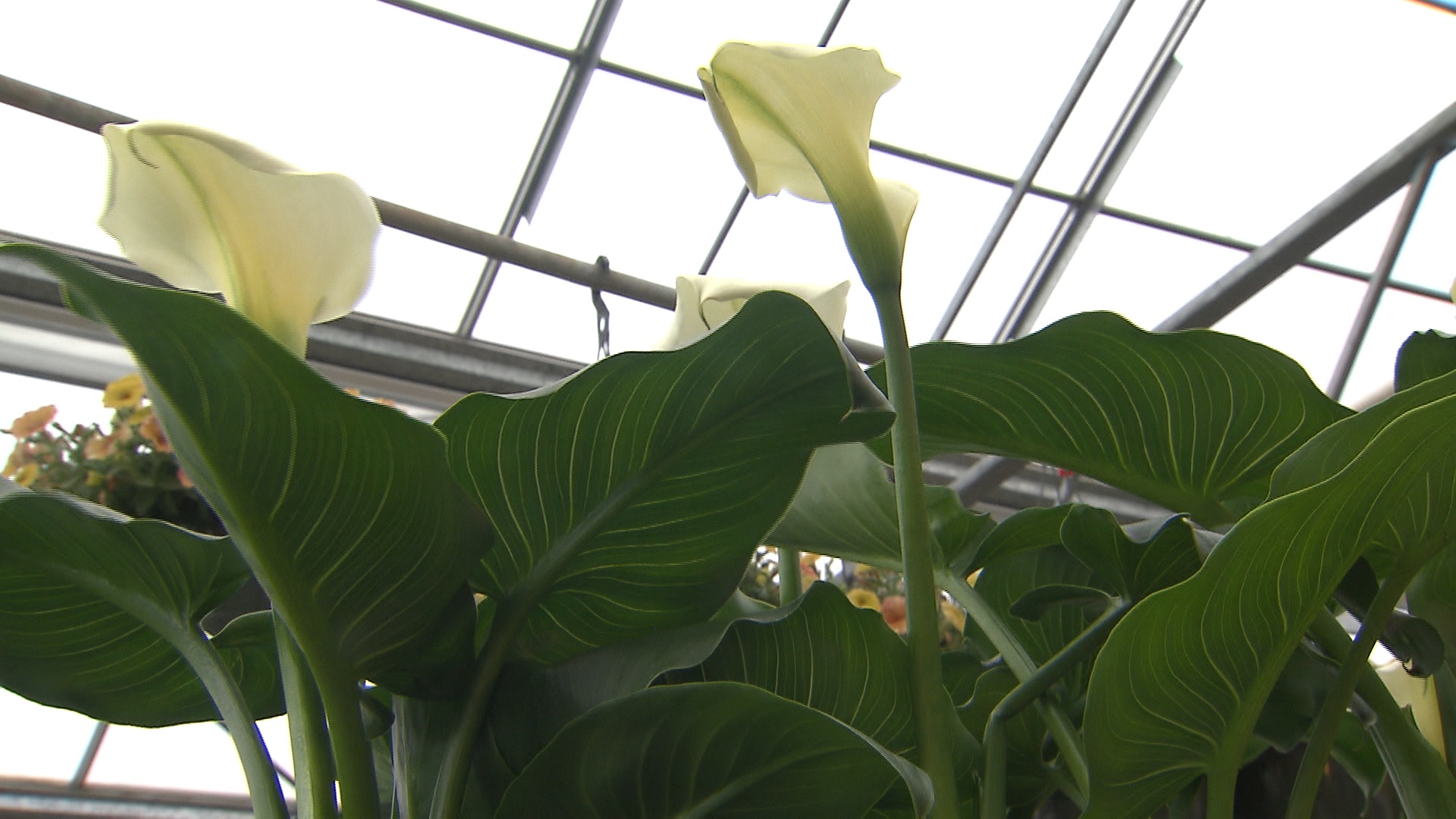Elegant calla lilies grow well by ponds